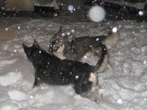 1978 Ford Bronco - Two dogs interact playfully amidst a snowy winter scene.