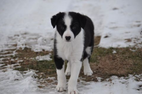 1996 Ford Bronco - A young border collie puppy stands in a snowy field.