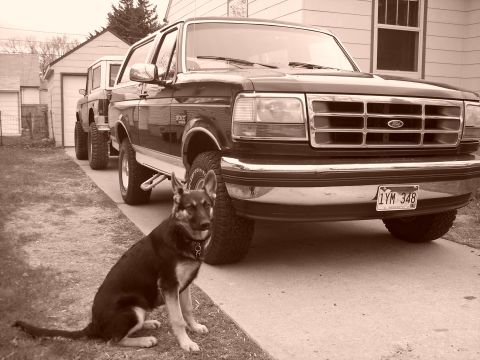 1992 Ford Bronco - A German Shepherd guards a row of SUVs parked in a driveway.