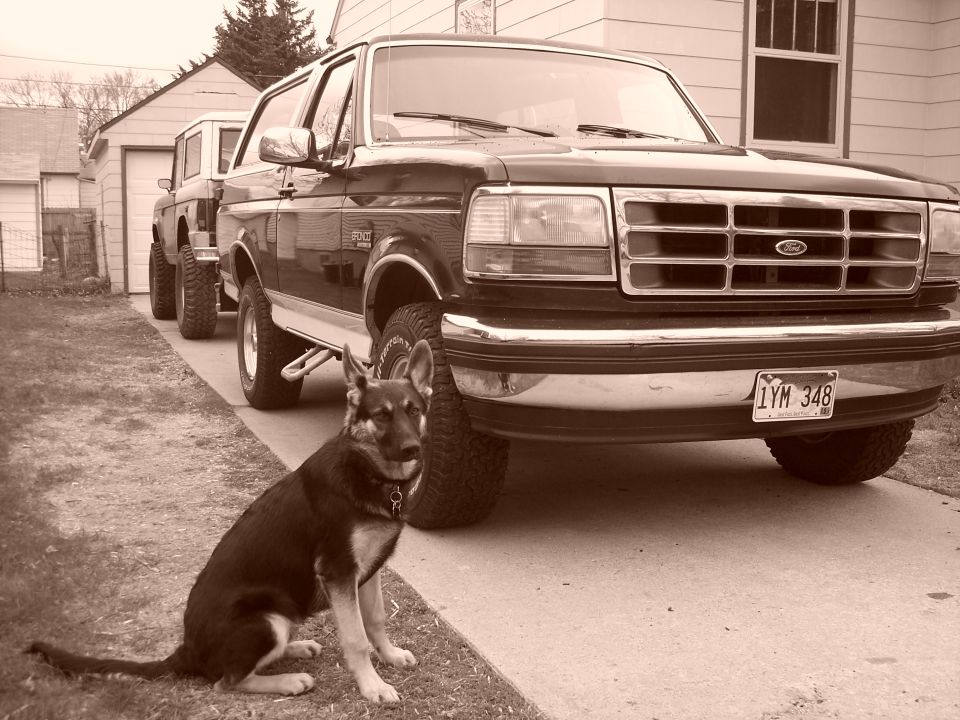 German Shepherd sits in front of a dark-colored Ford Bronco, with another SUV parked behind it