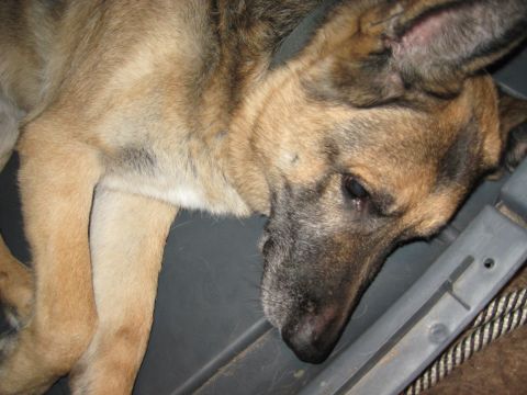 1978 Ford Bronco - A dog rests in a dark area, possibly inside a vehicle or container.