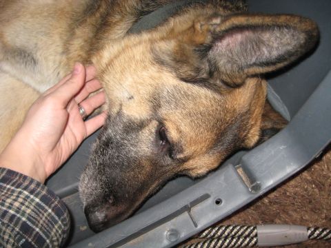 1978 Ford Bronco - A person's hand gently strokes a dog's fur while the dog rests in a carrier.