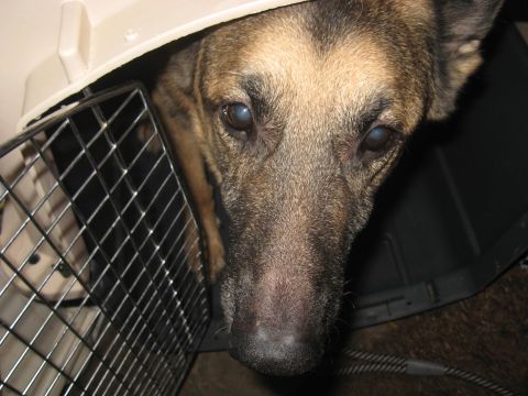 1978 Ford Bronco - A dog with cloudy eyes looks out from inside a pet carrier.