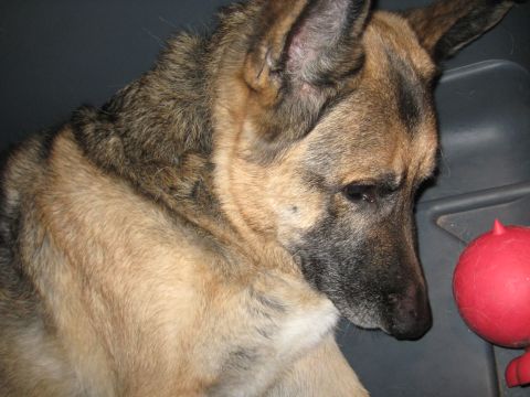 1978 Ford Bronco - A German Shepherd dog rests in the back of a vehicle, with a red toy nearby.