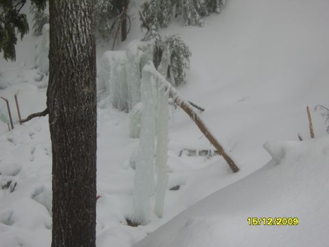 1989 Ford Bronco - A winter scene shows icicles formed on branches and a tree trunk, with snow covering the ground.