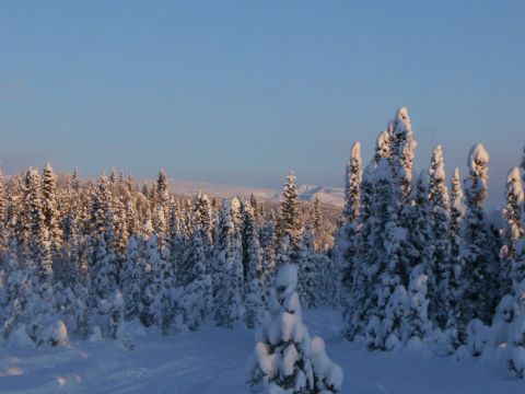 2000 Ford E350 - A winter scene of a snow-covered forest under a clear blue sky, with distant mountains visible.