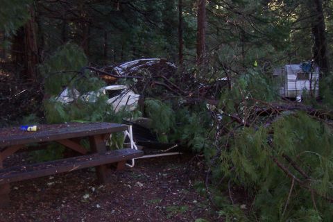1994 Ford F-150 - A white 1994 Ford F-150 pickup truck is seen in a wooded area, heavily damaged by fallen trees and branches.