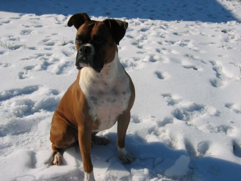 1992 Ford Mustang - A brown and white boxer dog sits patiently in a snowy landscape.