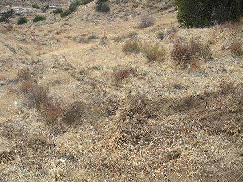 1990 Ford Bronco - Tire tracks mark a path down a dry, grassy hillside.