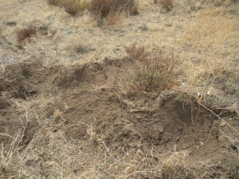 1990 Ford Bronco - Tire tracks are visible in the dry, dusty terrain with sparse vegetation.