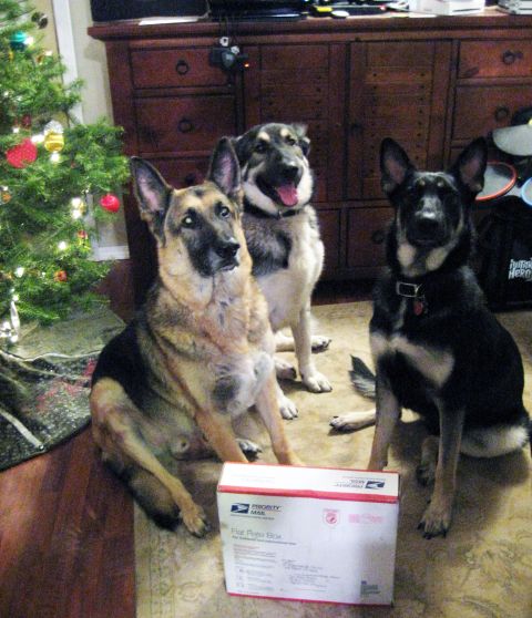 1978 Ford Bronco - Three German Shepherd dogs pose for a holiday photo with a Priority Mail box in front of a Christmas tree.