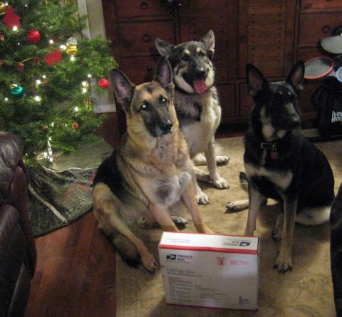 1978 Ford Bronco - Three German Shepherds patiently await their holiday gifts next to a decorated Christmas tree and a Priority Mail box.