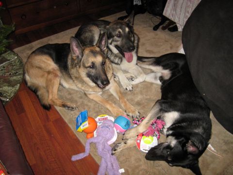 1978 Ford Bronco - Three German Shepherd dogs relax with their toys on a rug, with a Christmas tree visible on the left.