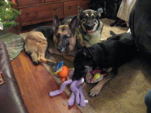 1978 Ford Bronco - Three dogs relax indoors with their toys near a Christmas tree.
