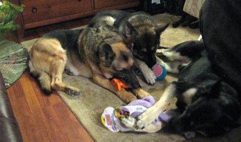 1978 Ford Bronco - Several German Shepherd dogs are relaxing on a rug, engaged with various toys.