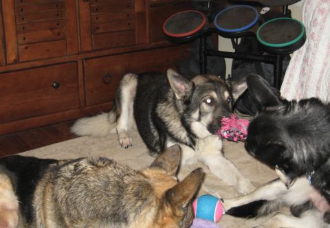1978 Ford Bronco - Several dogs are gathered on a rug, engrossed in playing with various toys.