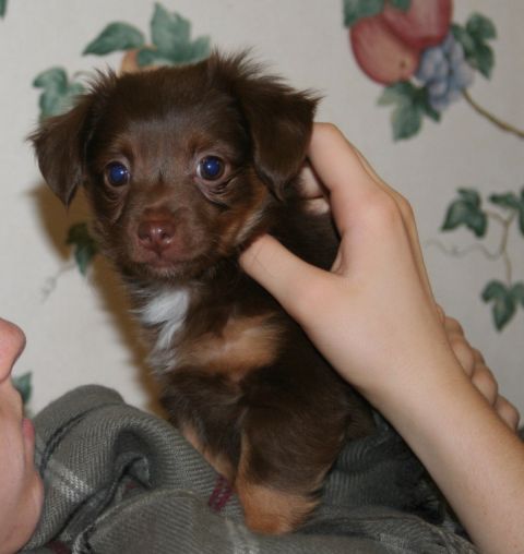 1976 Ford Ranchero - A small brown puppy with bright blue eyes is being held by a person's hands.