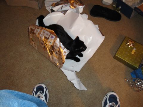 2000 Ford Crown Victoria - A black cat has made itself comfortable inside a gift box, surrounded by wrapping paper and other presents.