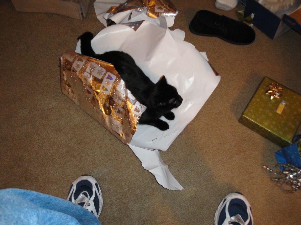 Black cat emerging from a partially unwrapped gift box on a carpeted floor