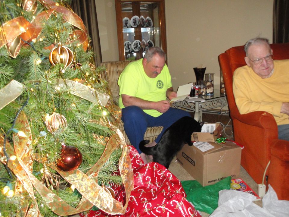 Black cat explores a box near a Christmas tree