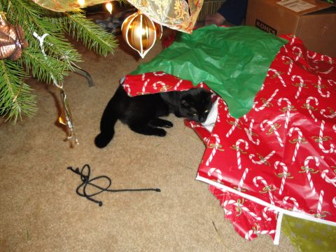 2000 Ford Crown Victoria - A black cat explores the area beneath a decorated Christmas tree, partially hidden by festive wrapping paper.