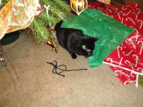 2000 Ford Crown Victoria - A black cat explores the area around a decorated Christmas tree and wrapped gifts.