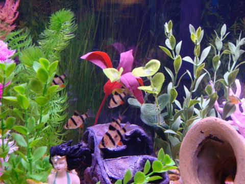 1978 Ford Bronco - Interior of a freshwater home aquarium with several orange-and-black striped tiger barbs swimming among plastic green, pink and red plants,…