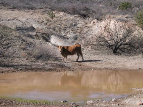 1996 Ford C-350 (Centurion Conversions) - A lone cow stands by a murky water source in a desolate, dry environment.