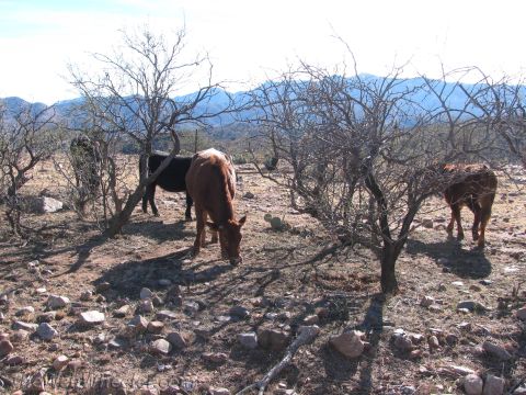 1996 Ford C-350 (Centurion Conversions) - Horses and cattle wander through a dry, arid landscape dotted with scrub brush and rocks, with mountains in the background.