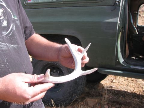 1996 Ford C-350 (Centurion Conversions) - A person holds a deer antler in front of a green vehicle, possibly during an off-road trip.
