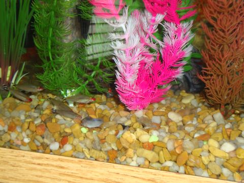 1978 Ford Bronco - Several small fish with red eyes swim in a gravel-bottomed aquarium with artificial plants.