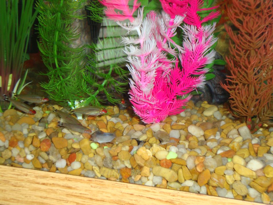 Fish swimming among colorful aquarium decorations
