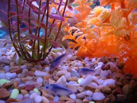 1978 Ford Bronco - An aquarium scene gravel substrate, artificial plants, and several small fish.