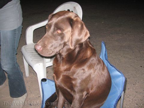 1996 Ford C-350 (Centurion Conversions) - A chocolate Labrador retriever sits in a blue folding camp chair at night beside a white plastic patio chair, with a person in jeans standi…