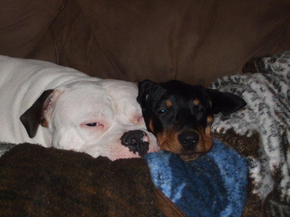 white dog and rottweiler puppy sleeping together on a couch