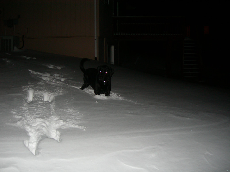 No photo magic here...That dog is over 100lbs.  I guess I will not be taking off my oil cooler anytime soon.