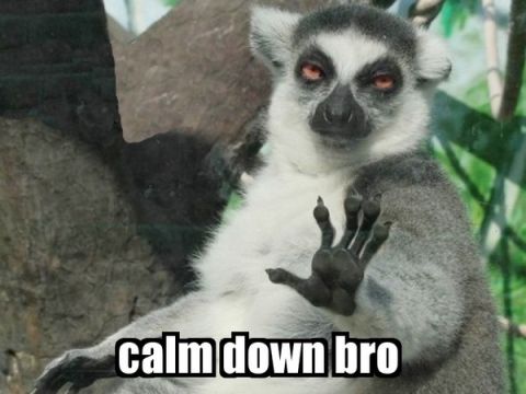 1990 Ford Bronco - A lemur with intense red eyes appears to be telling someone to calm down, with text overlaying the image.