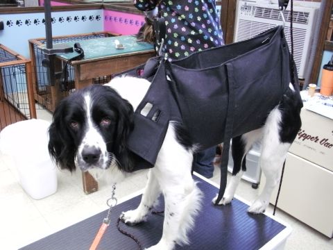1996 Ford Bronco - A black and white dog is suspended in a grooming sling, looking directly at the camera.