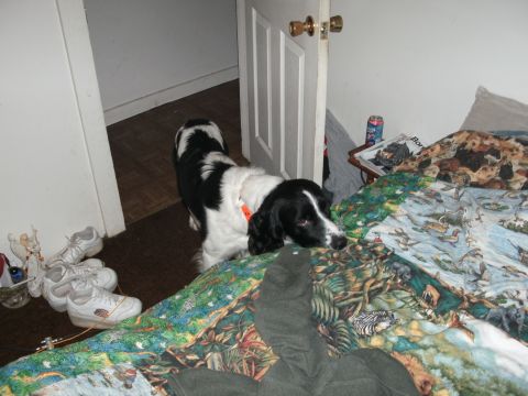 1996 Ford Bronco - A dog is resting on a bed indoors, with shoes scattered nearby.