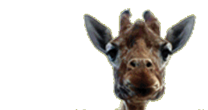 1971 Ford Bronco - A close-up of a giraffe's head, looking directly at the camera.