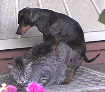 2005 Ford Excursion - A dog is positioned on top of a cat in this outdoor scene. Pink flowers are visible.
