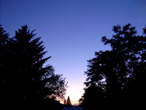 1988 Ford Bronco - Silhouetted trees against a gradient sky at dusk, with no vehicles visible.