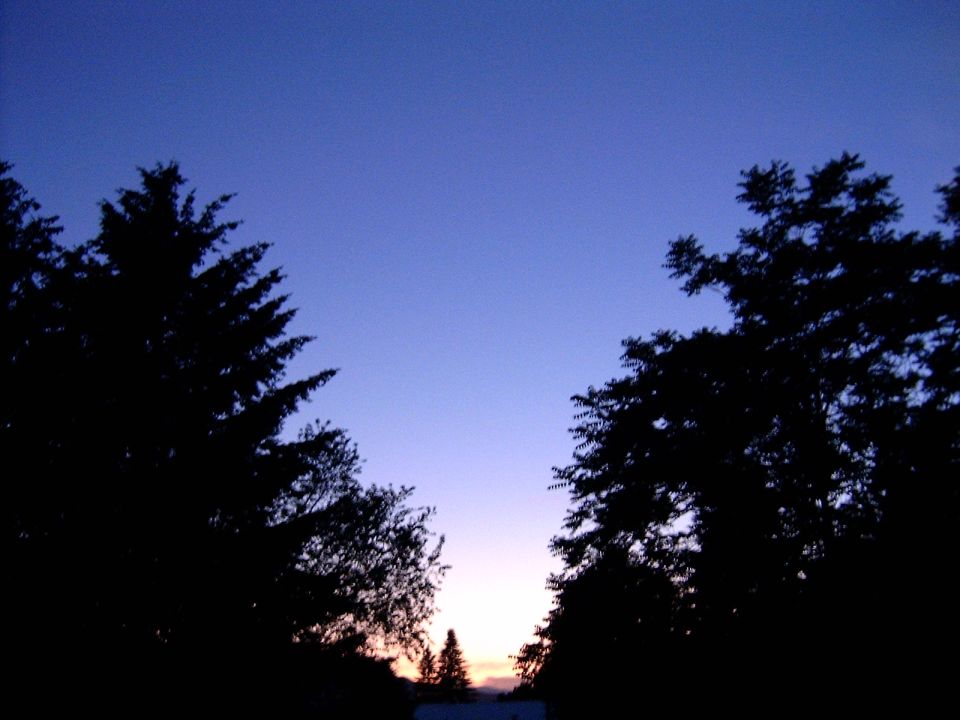 Silhouetted pine trees frame a twilight sky with a hint of sunset colors near the horizon