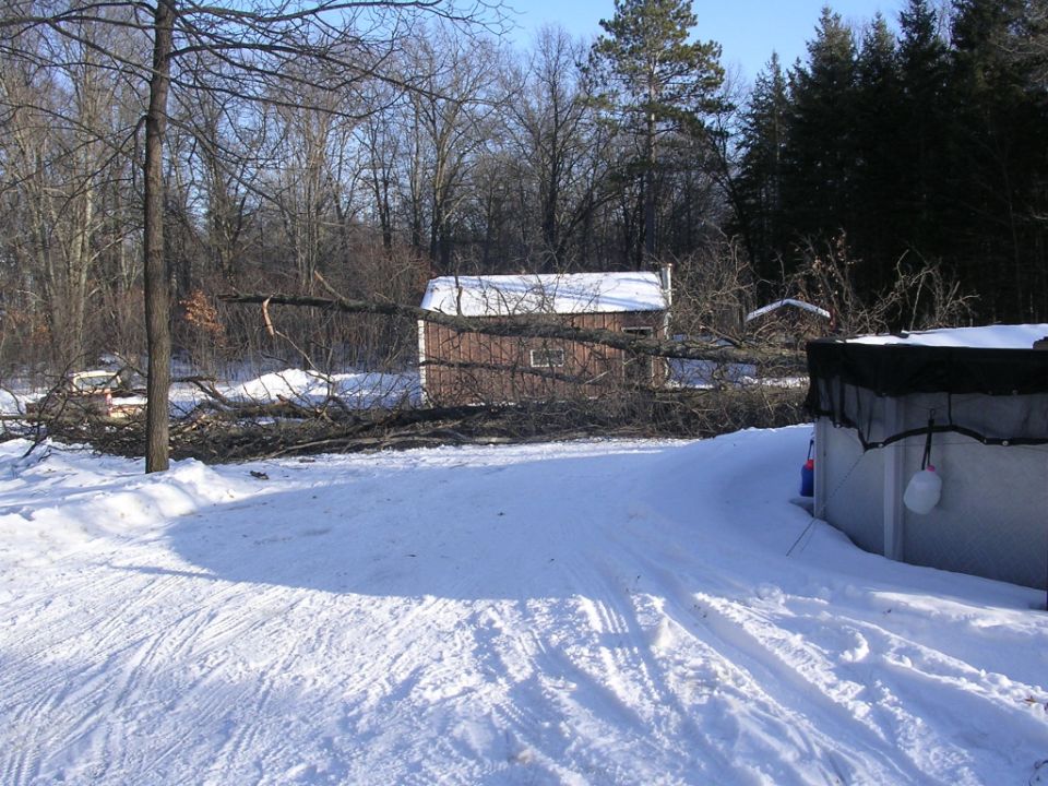 Snowy yard with fallen tree branches and a small cabin