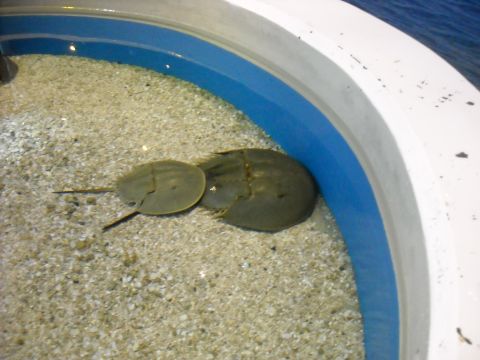 1979 Ford F-150 - Two horseshoe crabs are in a shallow tank with a sandy bottom and blue water line.