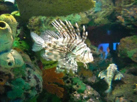1979 Ford F-150 - A lionfish with its distinctive fins is seen in an aquarium, surrounded by coral and other marine life.