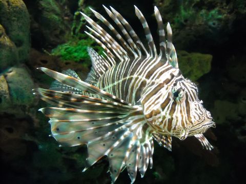 1979 Ford F-150 - A lionfish displays its distinctive striped fins while swimming in an aquarium environment.