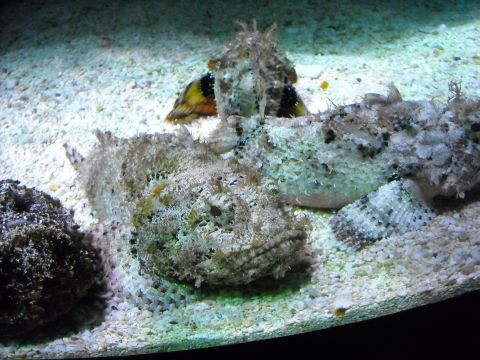 1979 Ford F-150 - Camouflaged stonefish lie on the sandy bottom of an aquarium.