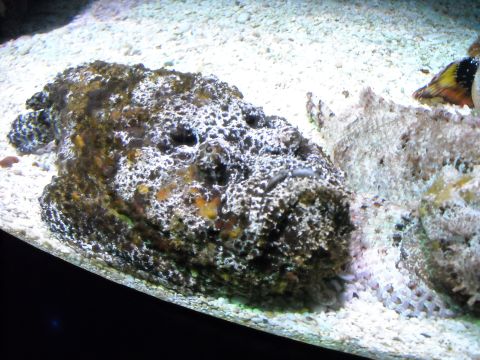 1979 Ford F-150 - A stonefish, expertly camouflaged, lies on the sandy bottom of an aquarium.