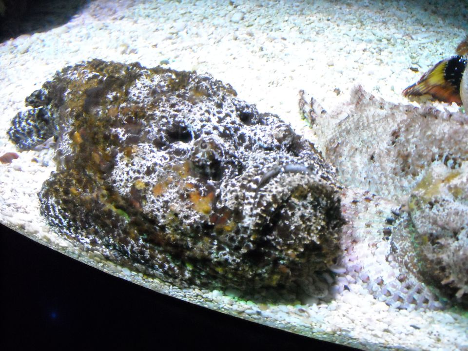 Stonefish with textured, camouflaged skin rests on a sandy aquarium floor